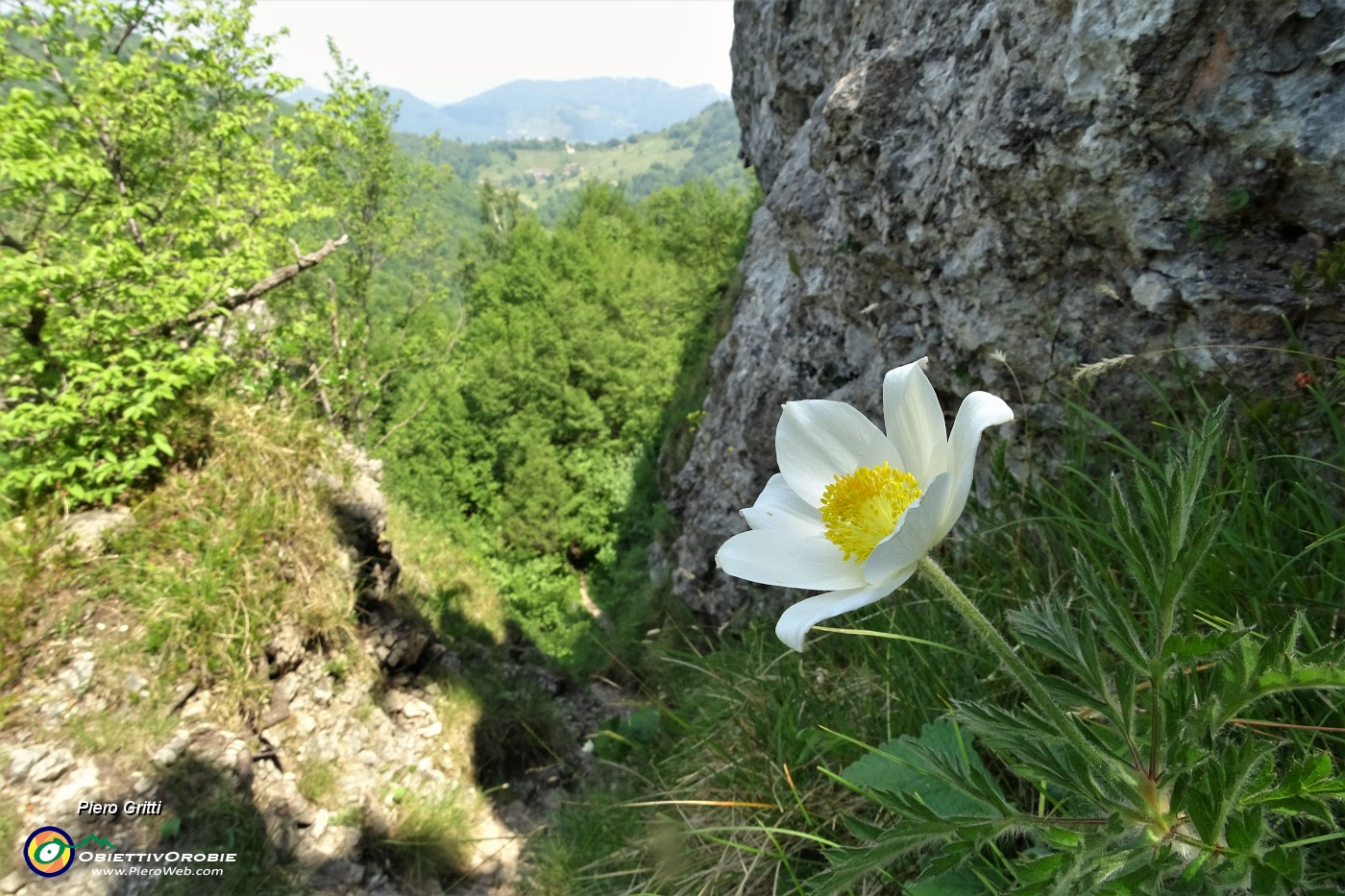 62  Pulsatilla alpina sulla ripida salita In Filaressa.JPG